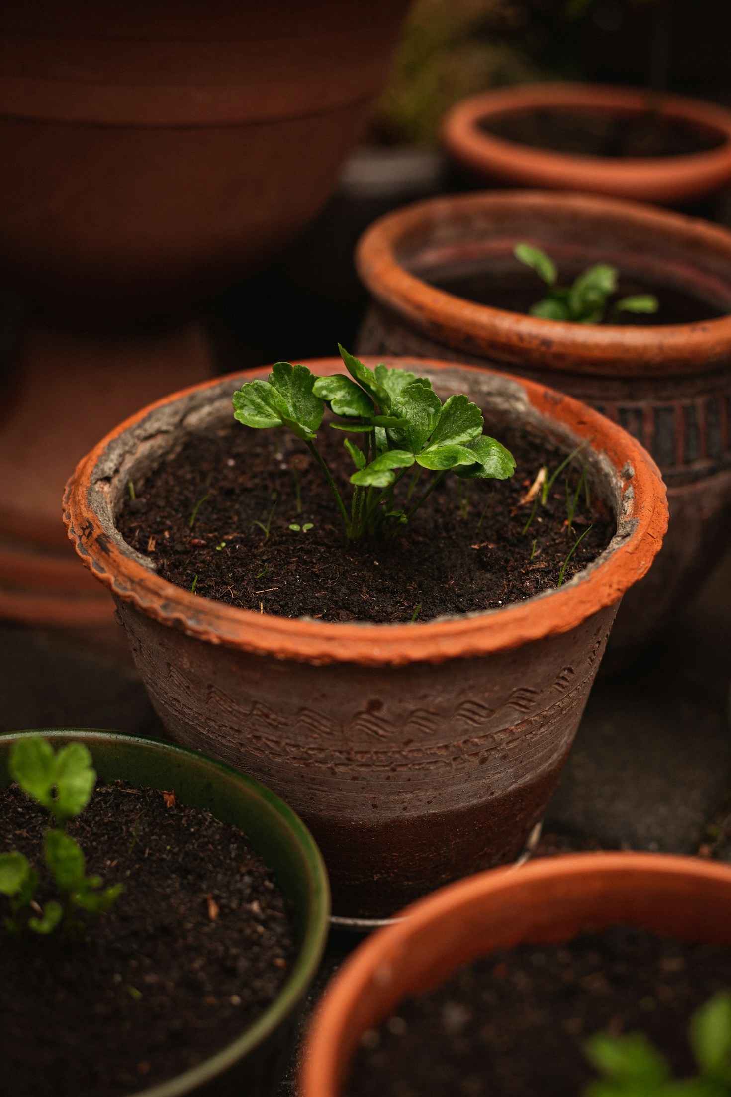Transforma tu balcón en un jardín urbano