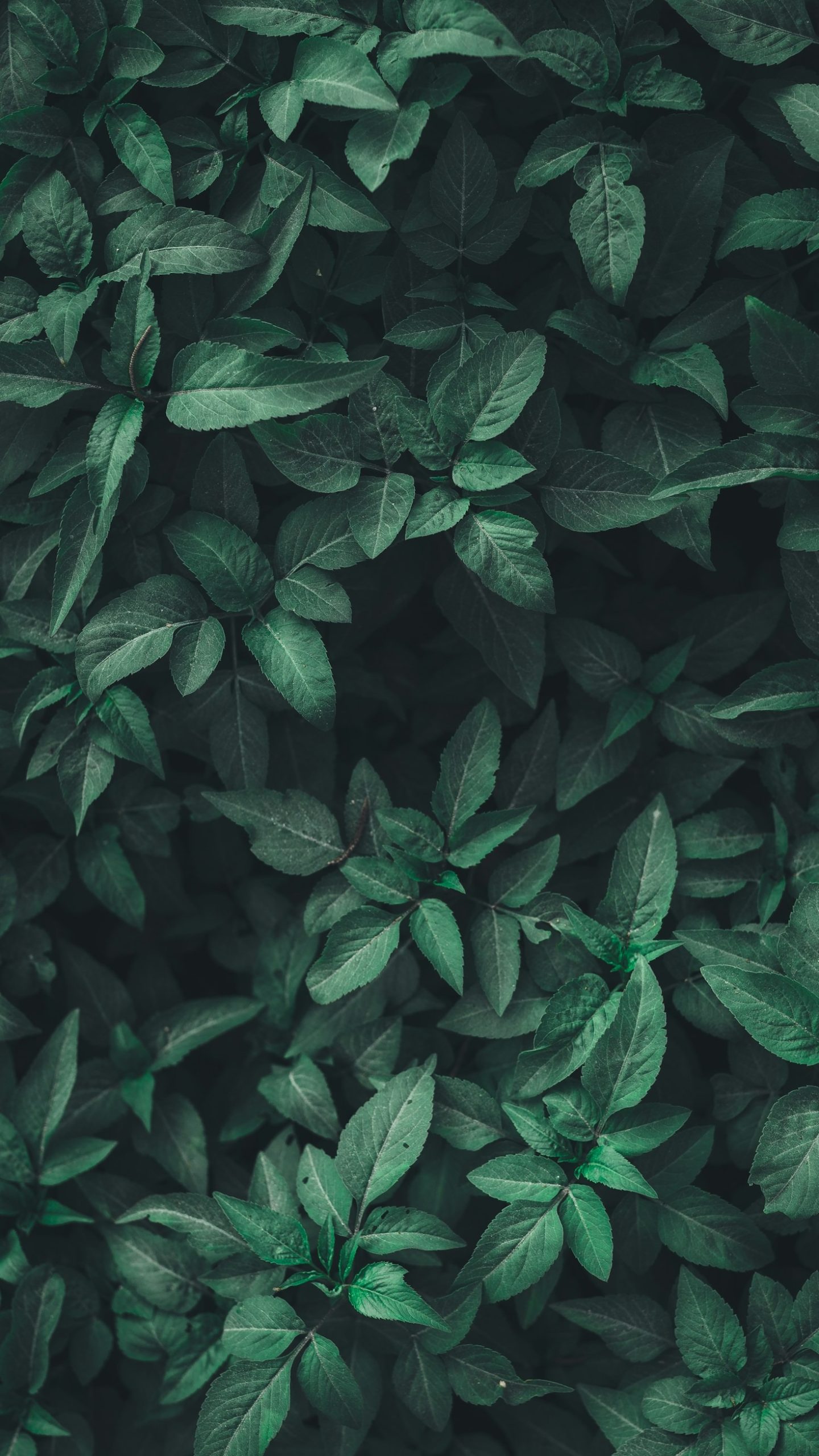 Plantas resistentes para principiantes
